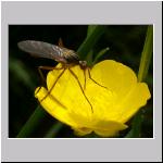 Empis sp - Tanzfliege 06b.jpg